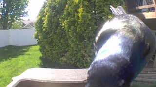 common grackle