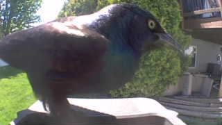 common grackle