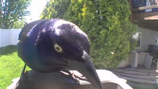 common grackle