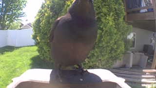 american crow