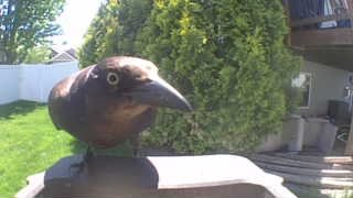 common grackle