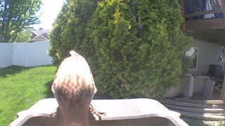 red-tailed hawk