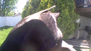 Unidentified clip