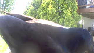 american black duck