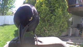 common grackle