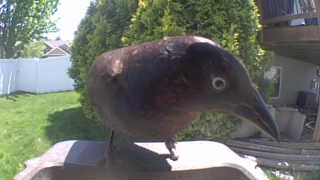 common grackle