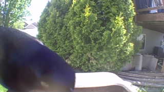common grackle