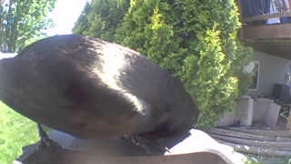 Unidentified clip
