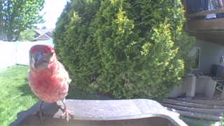purple finch
