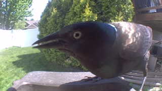 common grackle