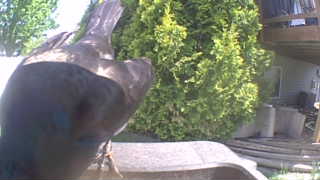 rock pigeon