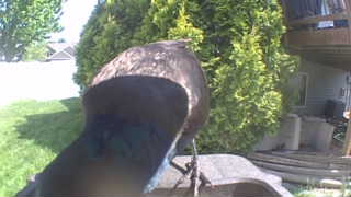 common grackle