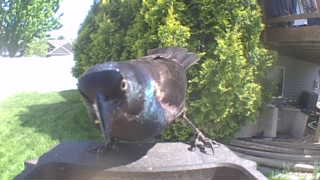 common grackle