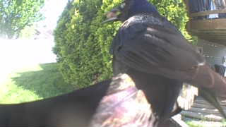 common raven