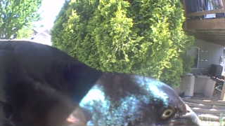 common grackle