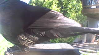 american crow
