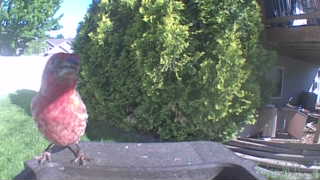 purple finch