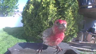 house finch