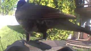 european starling