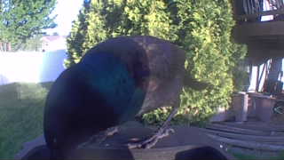 common grackle