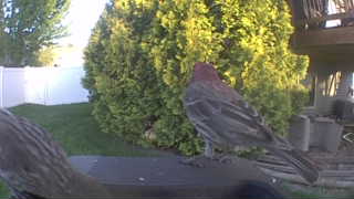 house finch