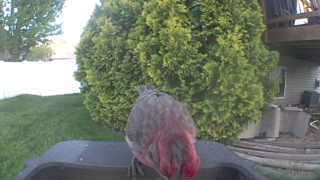 house finch
