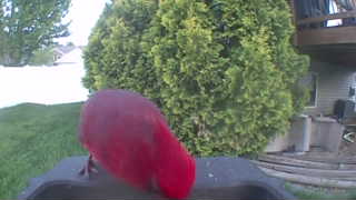 purple finch