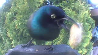common grackle