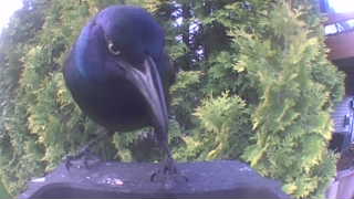 common grackle