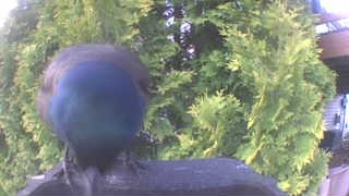 european starling