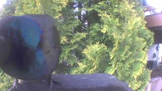 common grackle