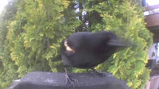 red-winged blackbird