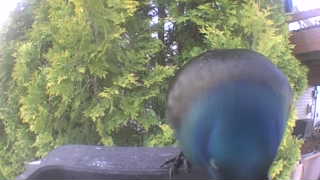 common grackle