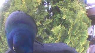 common grackle