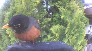 american robin