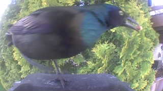 common grackle
