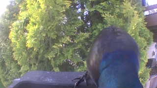 common grackle