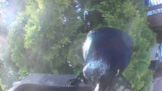 common grackle