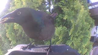 common grackle