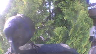 common grackle