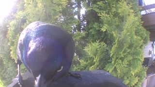 european starling
