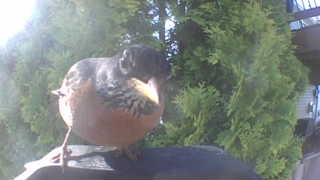 american robin