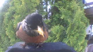 american robin