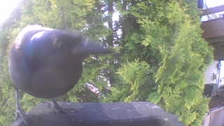 american crow