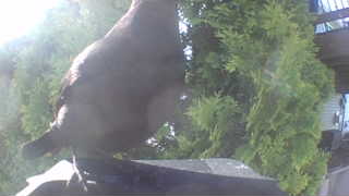 common grackle