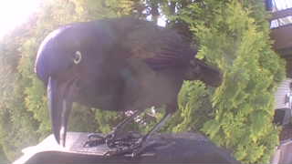 common grackle
