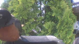 american robin