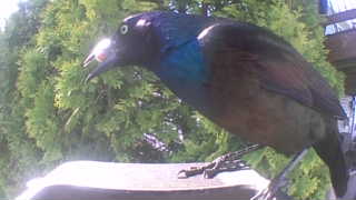splendid glossy starling