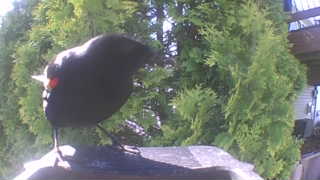 red-winged blackbird