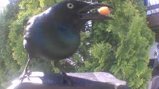 common grackle